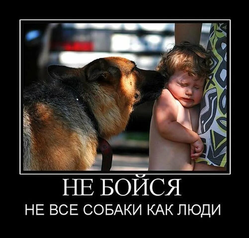 Я снова боюсь собак и оставаться. Приколы. Смишныекомексы прасобаку. Высказывание про собаку и человека. Боязнь собак фобия название.