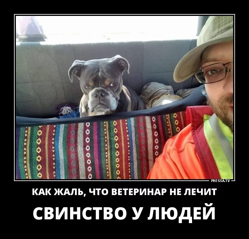 Ничем не лечат. Демотиваторы приколист. как жаль что ветеринар не лечит свинство у людей. ветеринары не лечат.