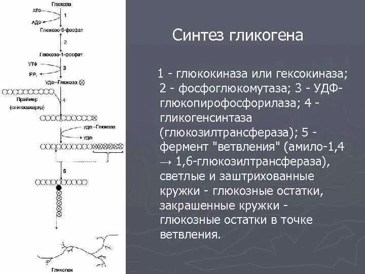 Фермент синтеза гликогена. Ветвление гликогена биохимия. Деветвление гликогена. Синтез гликогена. Гликогеногенез схема.