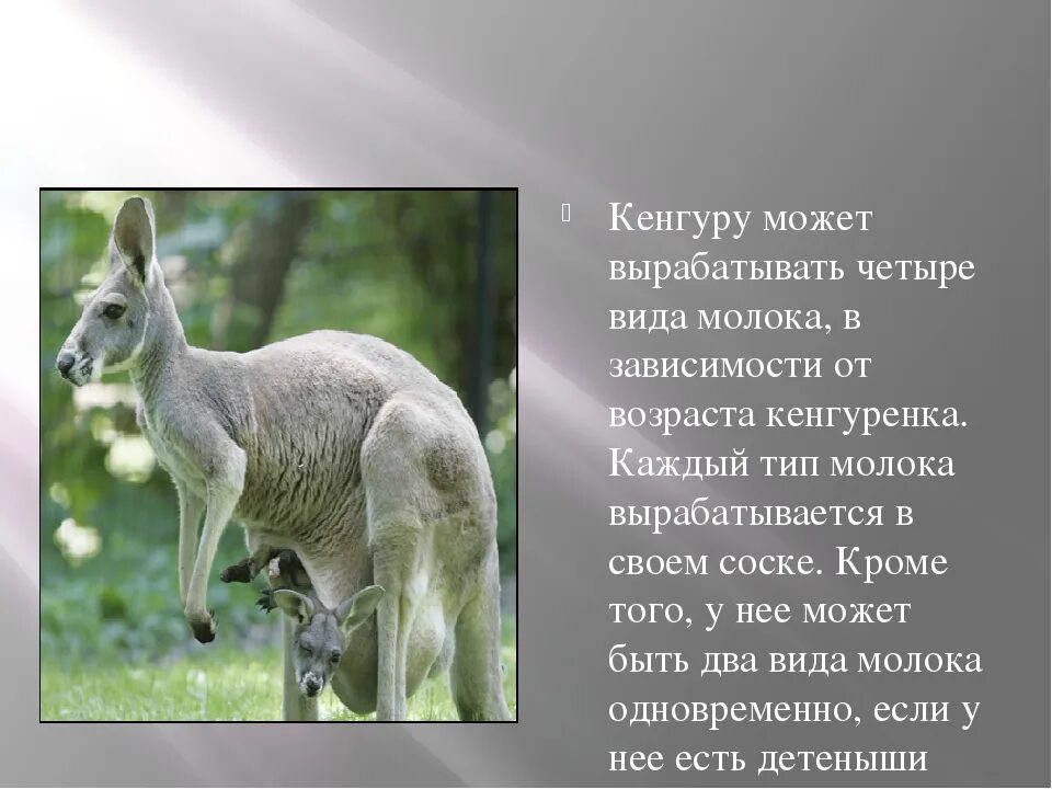 Доклад о животном 7 класс