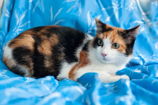 Какие котята родятся у трехцветной кошки. Сибирская кошка трехцветная. Трёхцветная кошка в доме. Трёхцветные кошки приносят счастье. Разновидность трехцветных кошек.