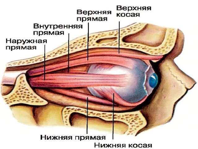 Глазодвигательные мышцы глаза. Экстраокулярные мышцы глаза. Глазодвигательные мышцы слезный аппарат. Двигательные мышцы глаза. Места крепления глазодвигательных мышц