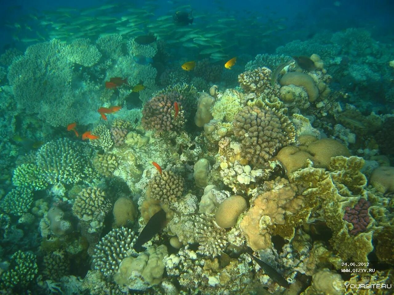Хургада вода красном море. Хургада вода красном море. Подводный мир египта хургада. Хургада вода красном море. Хургада вода красном море.