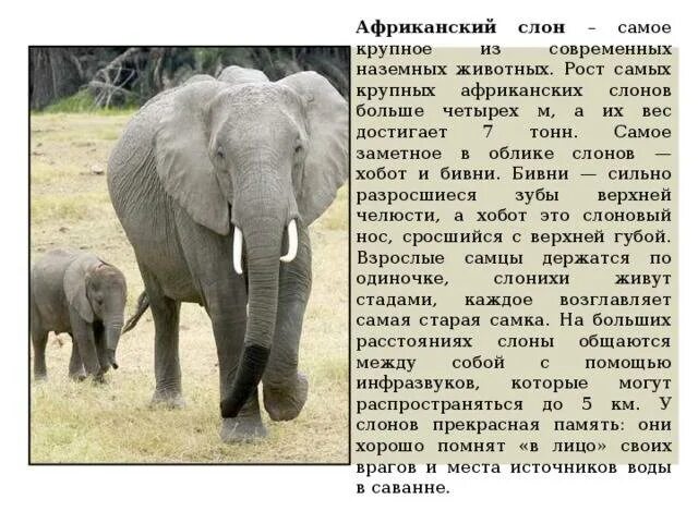 Сообщение о слоне