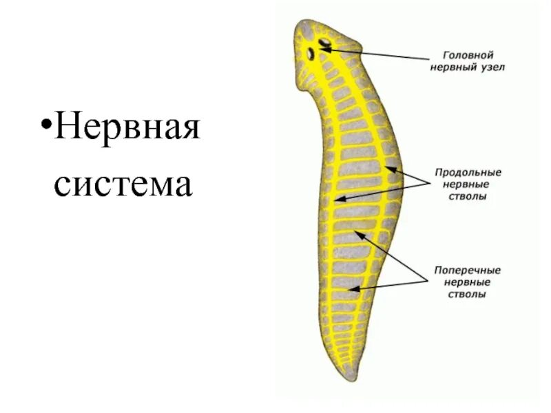 Функции нервной системы у червей. Лестничный тип нервной системы планерии. плоские черви нервная система лестничного типа. нервная система плоских червей планарии. нервная система планарии нервная система типа.