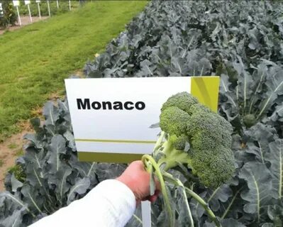 Капуста сорт монако