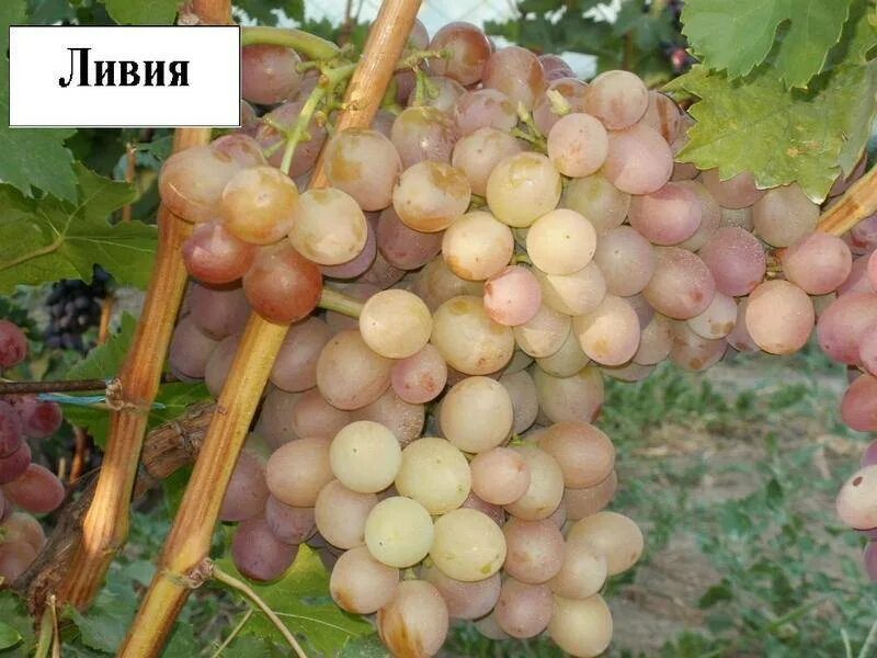 Виноград плодовый ливия. Сорт винограда ливия. Виноград гурман ранний. Виноград плодовый ливия. Виноград ливия описание сорта фото отзывы видео.