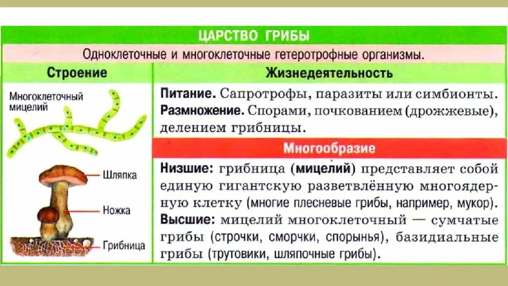 Особенности строения царства грибы. Царство грибы систематика особенности строения. царство грибы грибы грибы одноклеточные и многоклеточные.