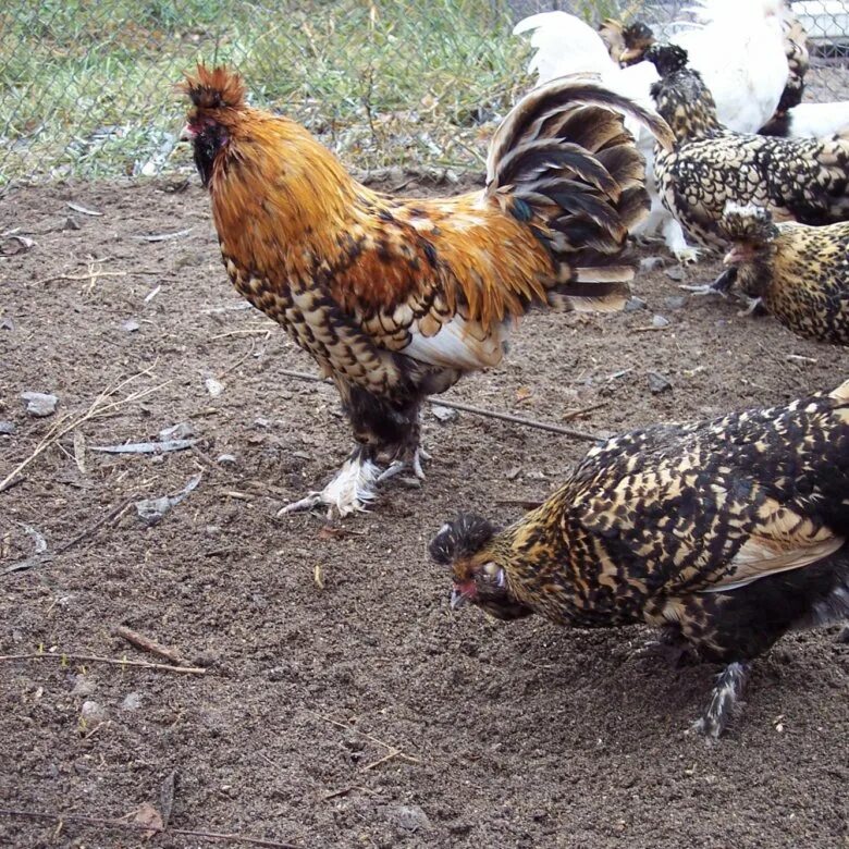 павловское золото яйца. яйцо павловских кур. сельхоз животные и птицы. куры павловские золотые яйца генофонд. яйцо павловских курей.