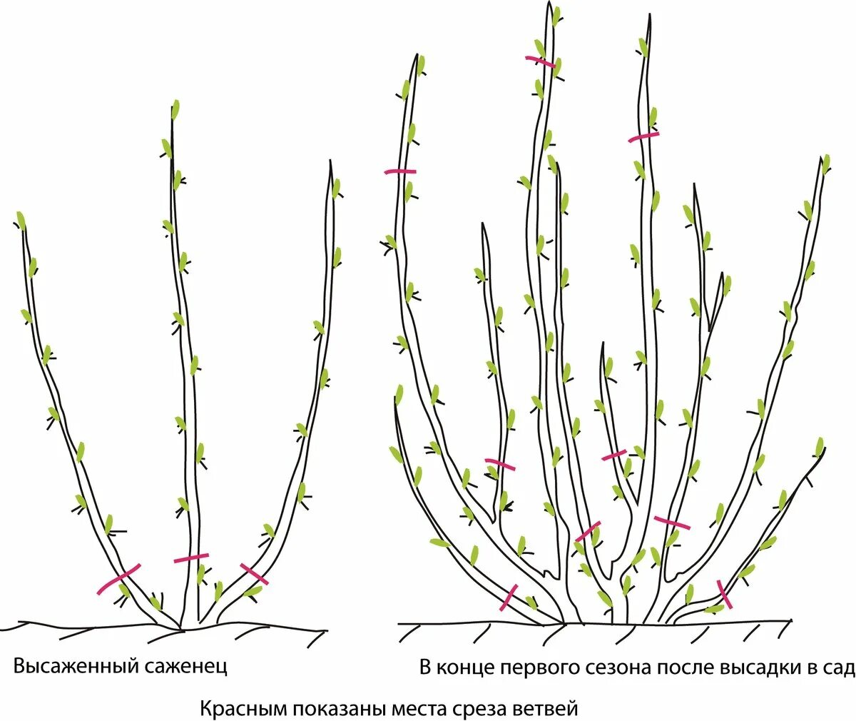 Обрезка крыжовника весной для начинающих в картинках. Схема обрезки крыжовника. Схема обрезки крыжовника осенью. Обрезка смородины и крыжовника осенью. Схема обрезки смородины осенью осенью.