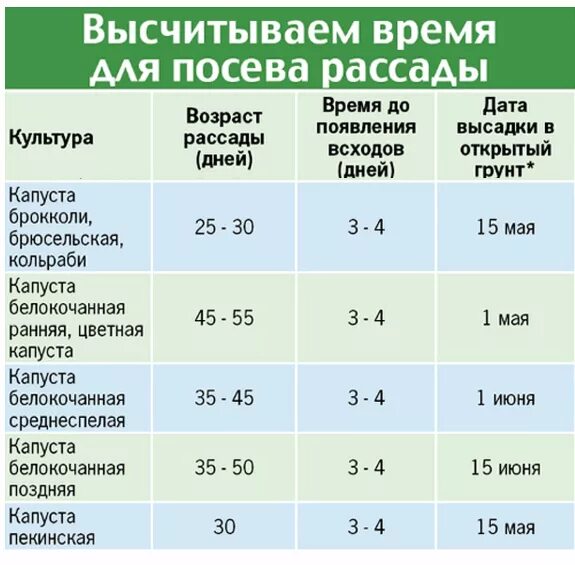 В каком месяце можно сеять семена. Сроки посева семян капусты на рассаду. Сроки высадки в грунт рассады поздней капусты. Таблица сеять капусту на рассаду. Когд а сади ь раседу капусты.