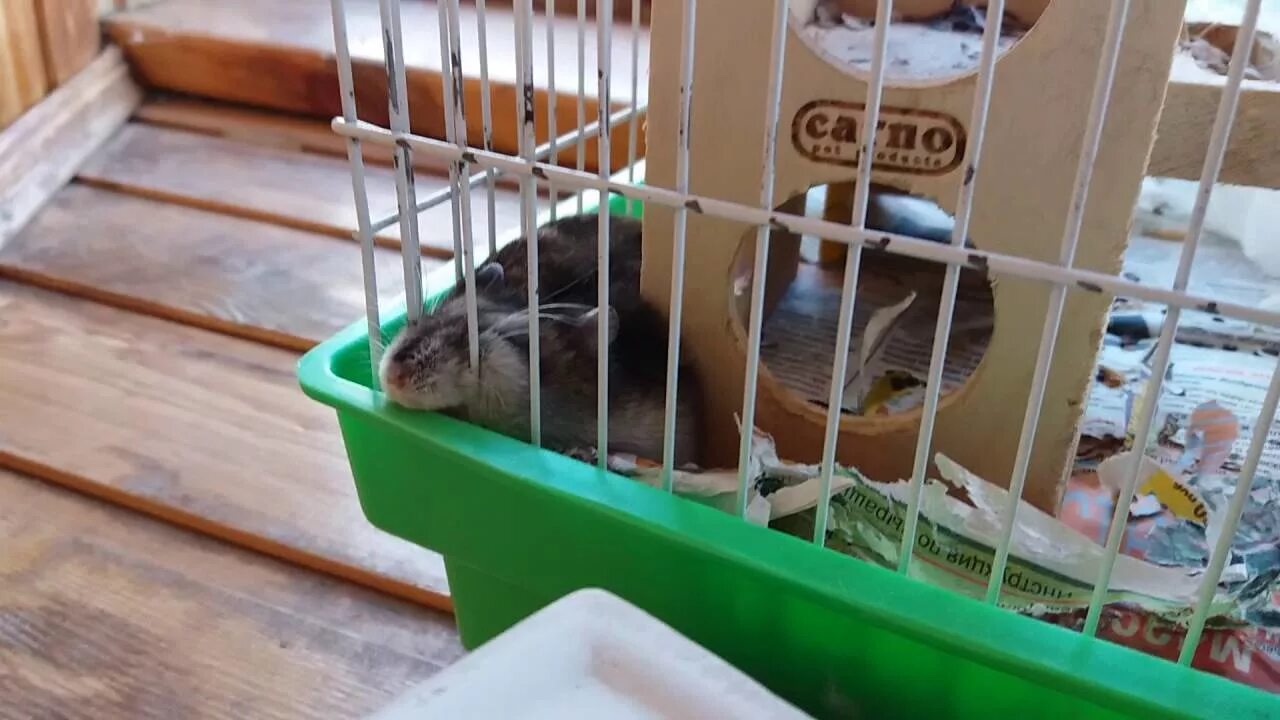 Сирийский хомяк чихает. Звук хомяка. Сообщение о хомяке. Джунгарские хомячки рис. Почему хомяк издает странные звуки.