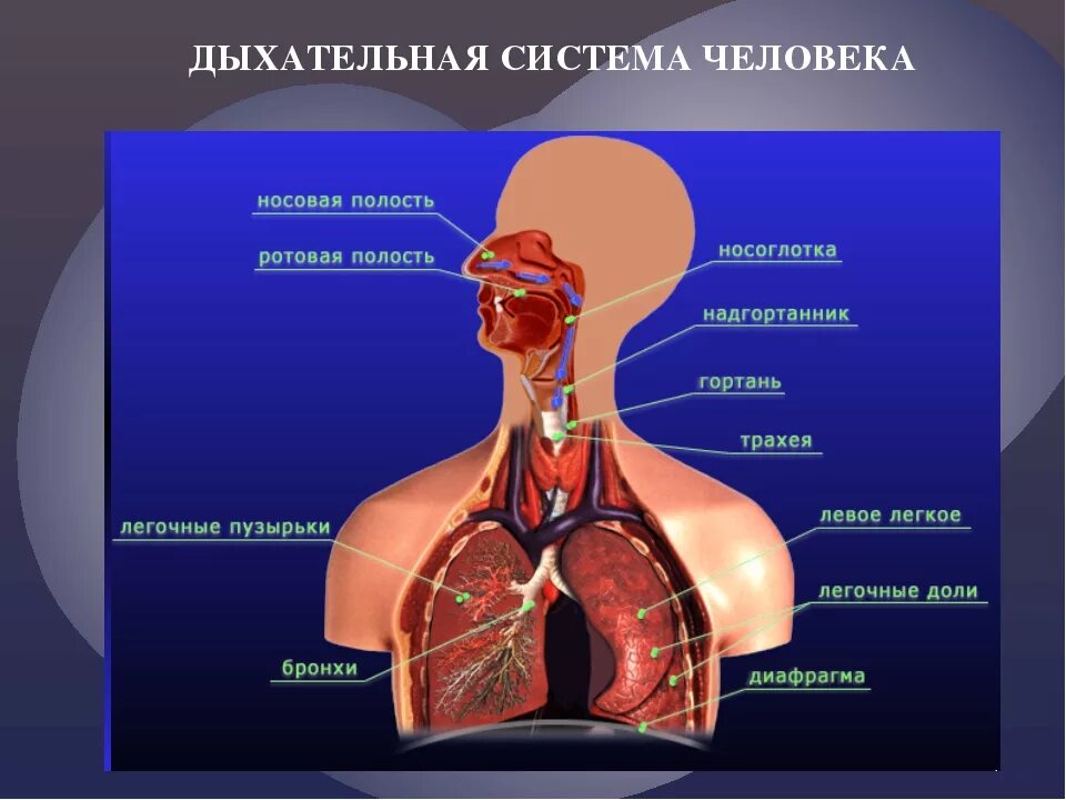 Анатомические образования относящиеся к дыхательной системе. Как состоит дыхательная система. Строение человека внутренние органы дыхательная система. Дыхательнаяьсистема.человека.