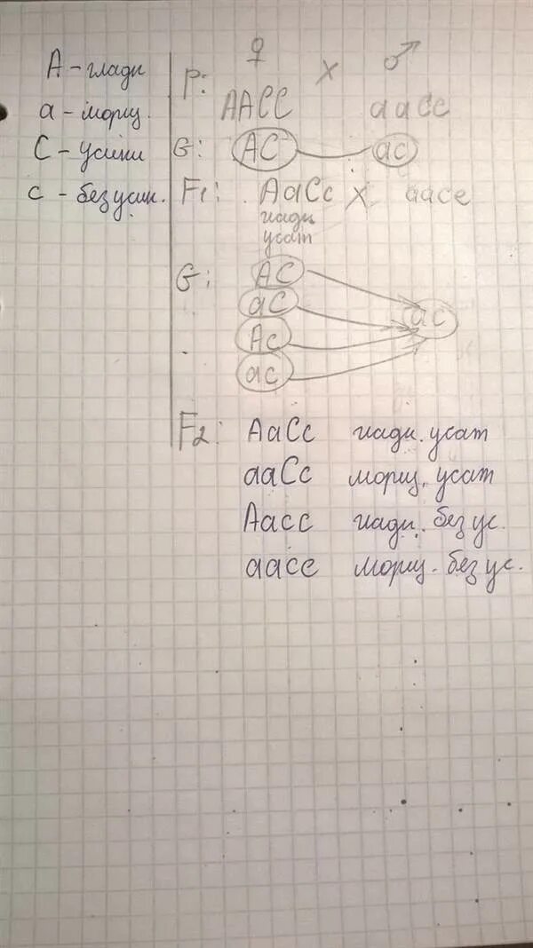 Задачи по генотипу и фенотипу. Генотипы родителей. Решение задач по биологии фенотип и генотип. Схема наследования признаков при дигибридном скрещивании. При скрещивании растений.
