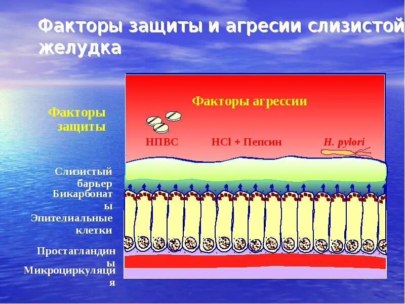 Факторы агрессии желудка и защиты слизистой. Защитные барьеры слизистой желудка. Защитные факторы слизистой желудка. Защитные факторы слизистой оболочки желудка. Свойства слизистых оболочек