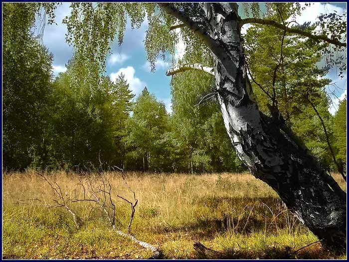 смутно белели старые березы
