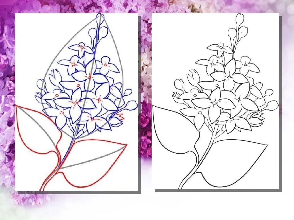Сирень изо. Сирень карандашом. Сирень поэтапное рисование. Рисование лист сирени.