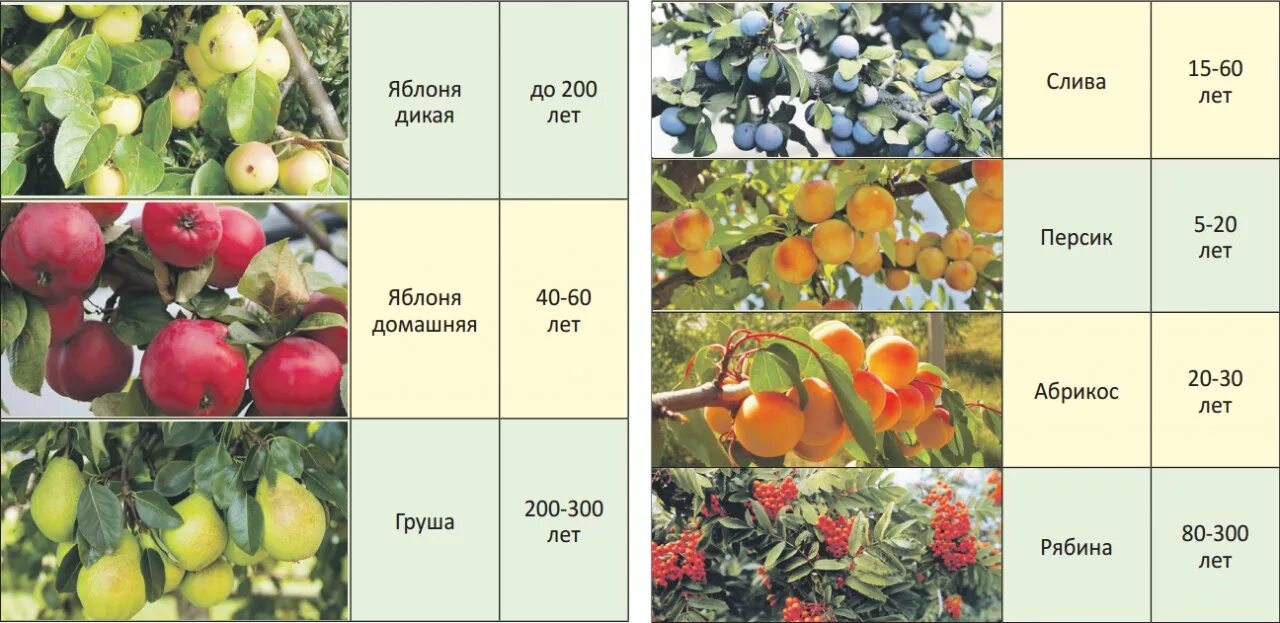 Плодовые деревья и кустарники. Плодово ягодные деревья. Срок жизни плодовых деревьев. Сорта фруктовых деревьев.