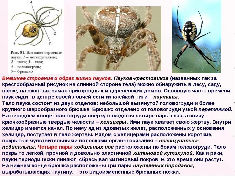 Характеристика паука крестовика таблица. Паукообразные паук крестовик таблица. Рассказ о пауке крестовике. Паук крестовик характеристика. У пауков прикрепленный образ жизни