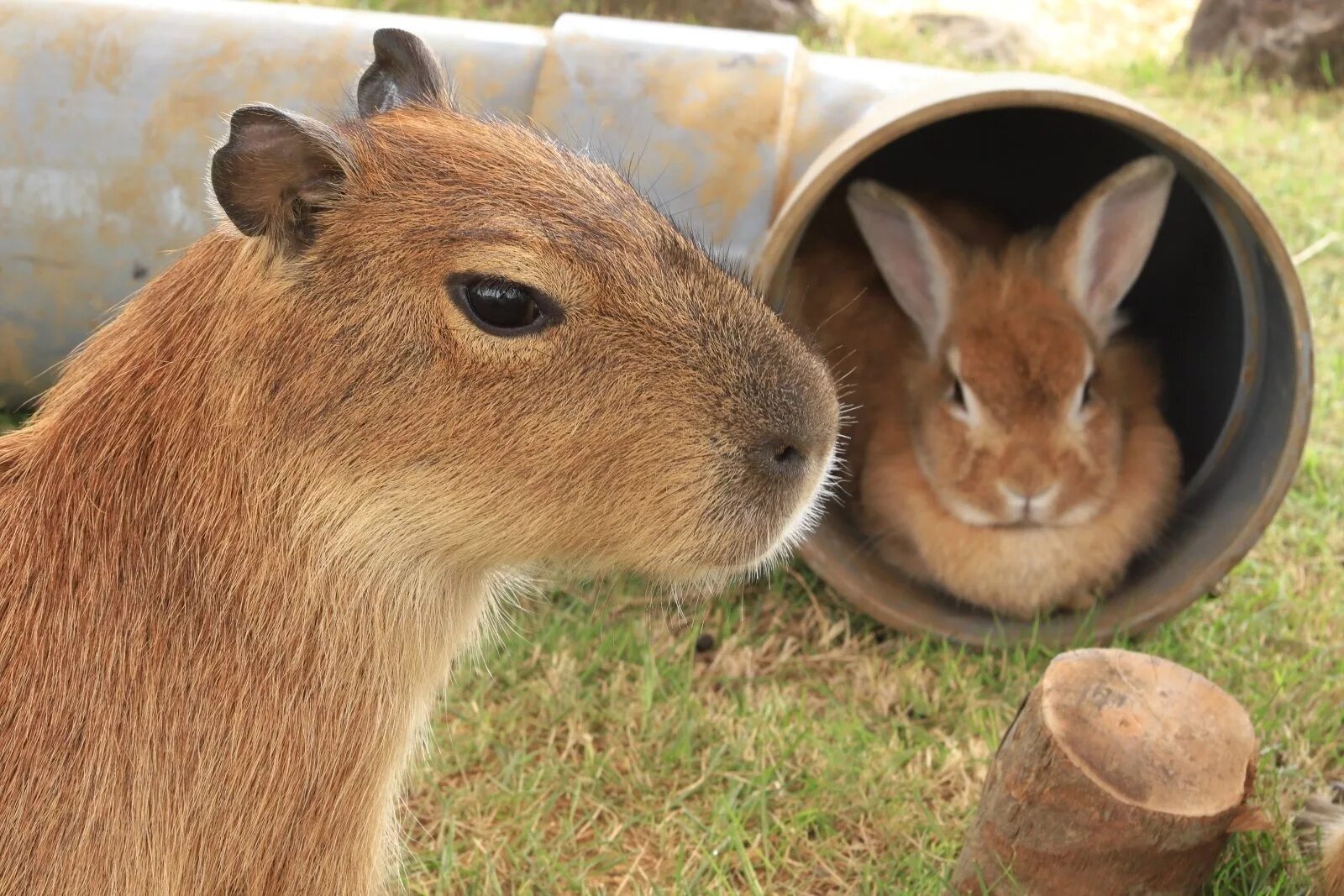 Капибара. Капибары в Аргентине. Капибара свинковые. Капибара Обнинск. My pets capybaras