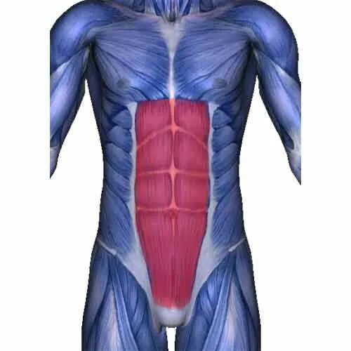 Прямые мышцы живота у мужчин. Ректус абдоминис. Musculus rectus abdominis. М. rectus abdominis. Rectus abdominis muscle.