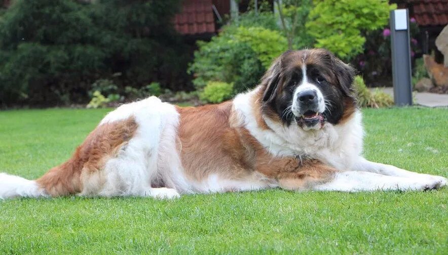 леонбергер черный. длинношерстный сенбернар. сторожевая собака абутью. кавказская сторожевая овчарка. кавказская овчарка породы волкодав.