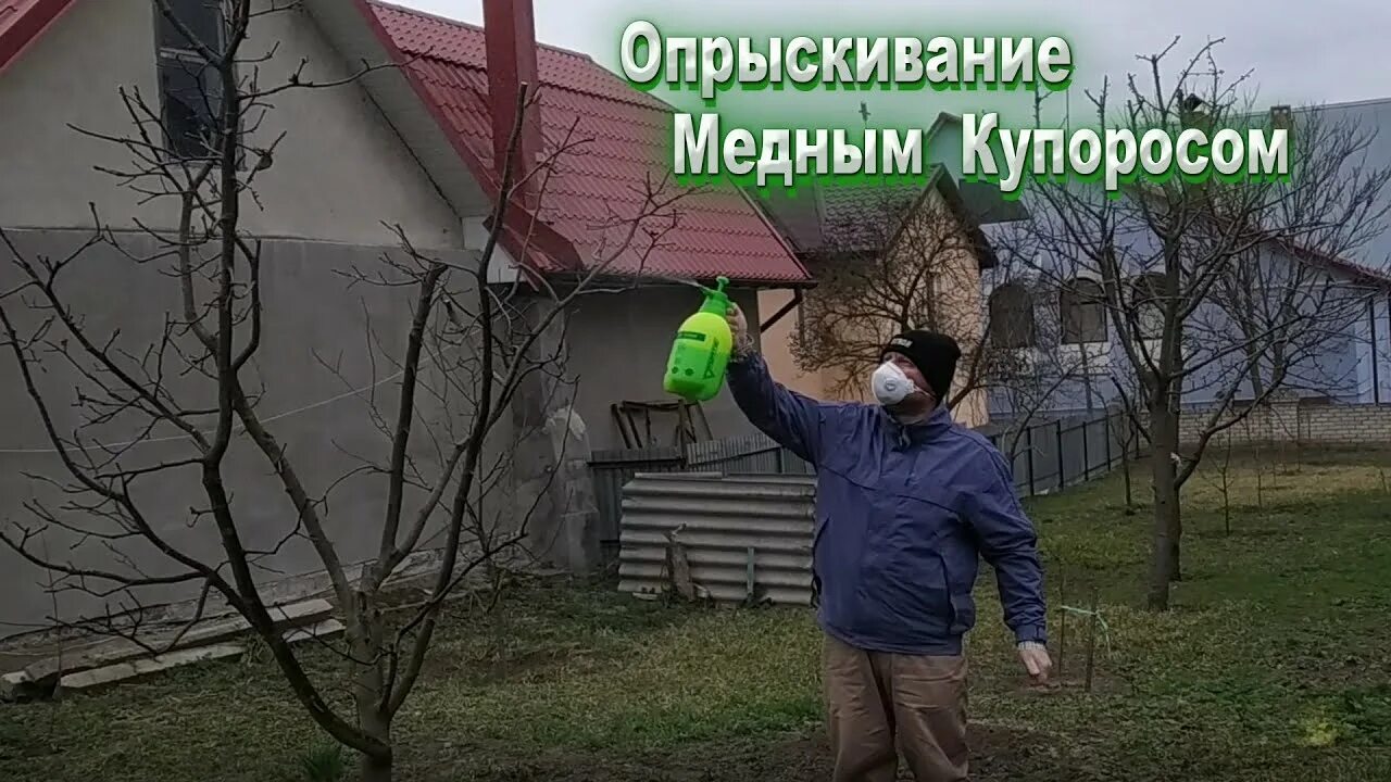 Медный купорос опрыскивание. Опрыскивание деревьев весной. Медный купорос весной опрыскивание в саду. Ранневесеннее опрыскивание сада медным купоросом ранней весной. Можно обработать землю медным купоросом