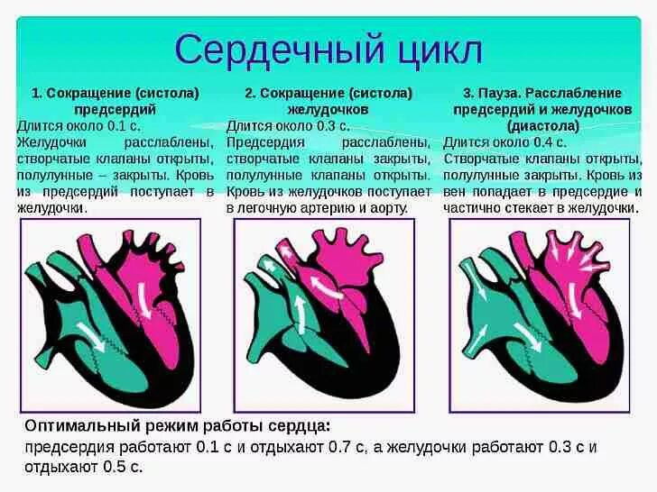 Систола желудочков длится дольше систолы предсердий. Сердечный цикл система диастола. Систола желудочков предсердий и диастола. Систолы желудочков сердечного цикла. Фаза сердечного цикла систола предсердий.