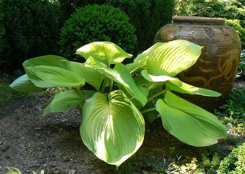 хоста empress wu. гигантский хост. гигантский хост. хоста сан субстанс. гигант хоста эмпресс ву.