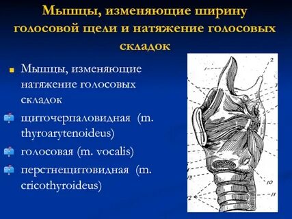 Складки гортани