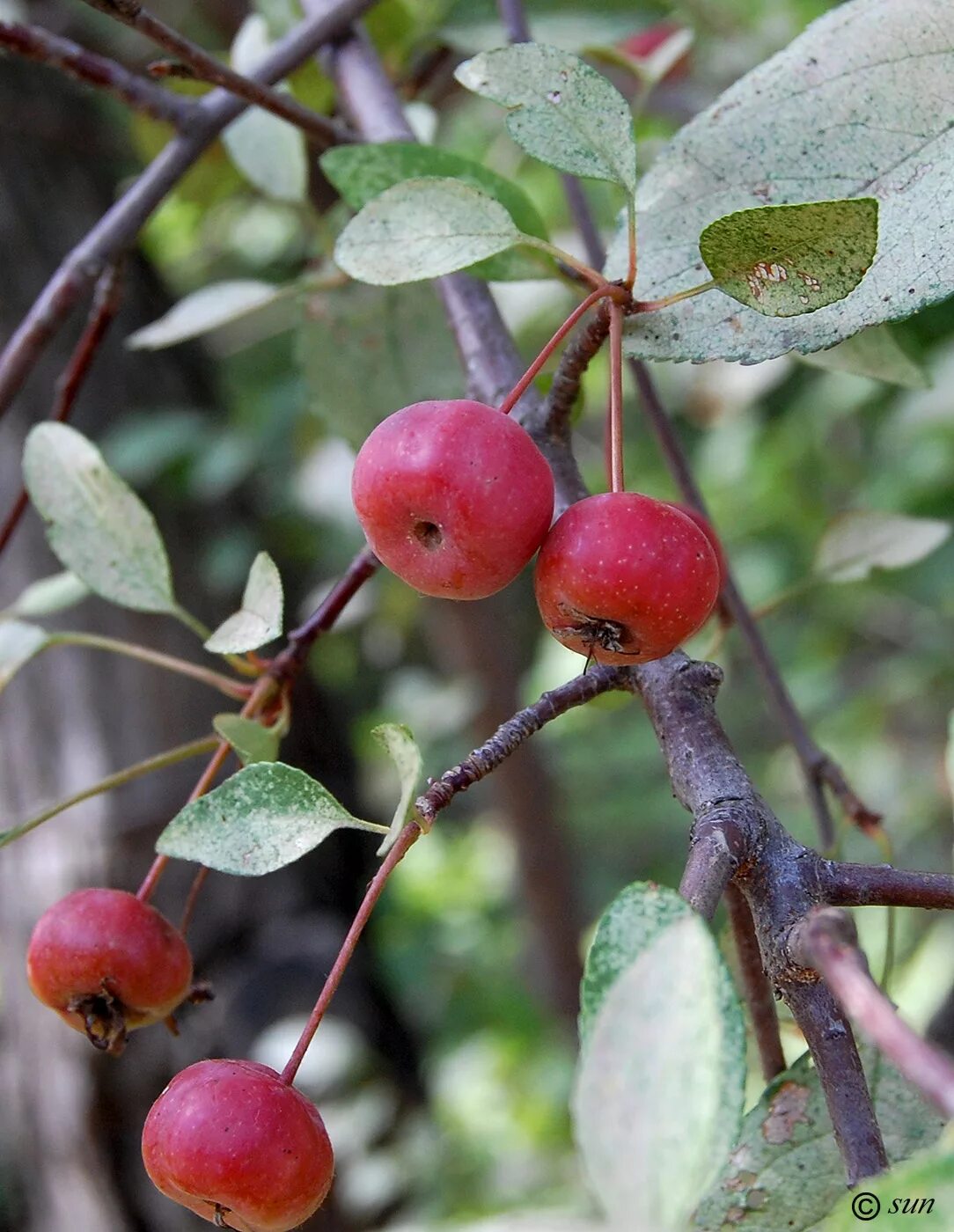 Яблоня Недзвецкого (Malus niedzwetzkyana) листья. Яблоня Недзвецкого. Яблоня Недзвецкого плоды. Яблоня Ягодная Недзвецкого.