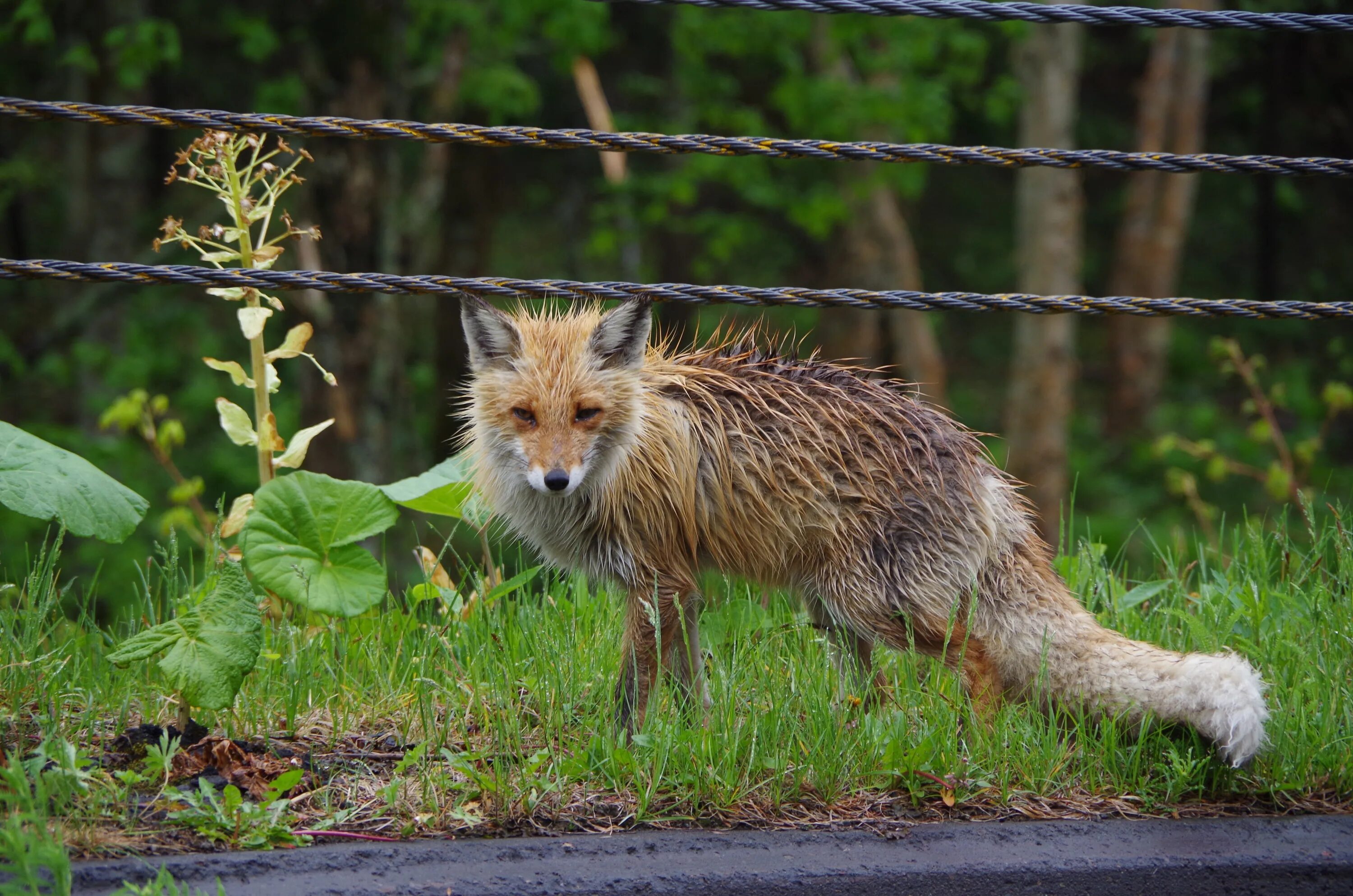 Лис Хоккайдо. Мокрая лиса. Мокрый Лисенок. Лиса промокла. Fox wild