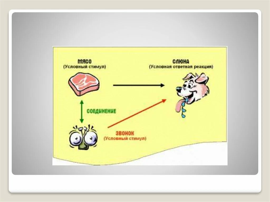 Выработка условного рефлекса выделение слюны. Выработка условного рефлекса схема. Условный стимул условная реакция. Рефлексы условные и безусловные схема.