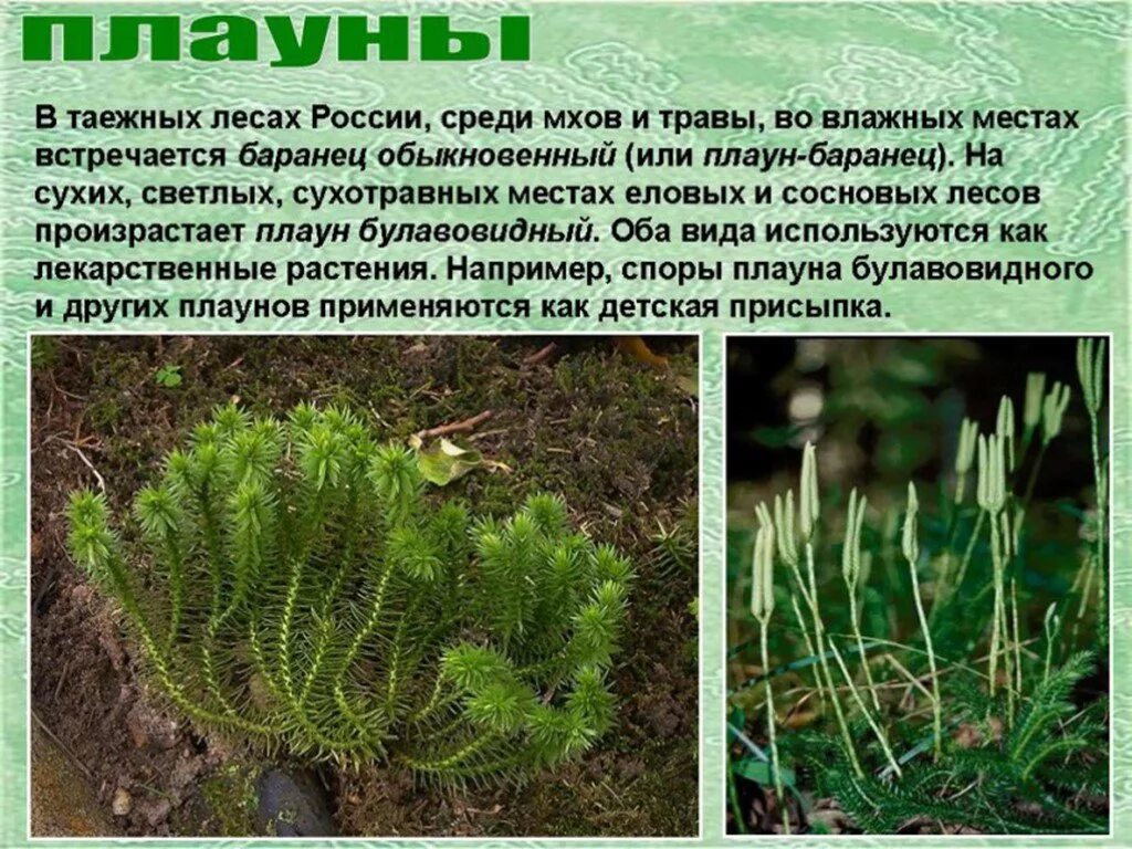 Какого значение вымерших плаунов и хвощей