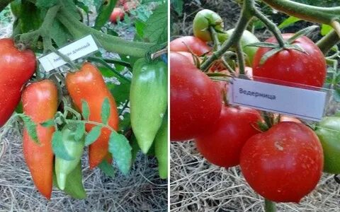 Лучшие низкорослые сорта помидор без пасынкования