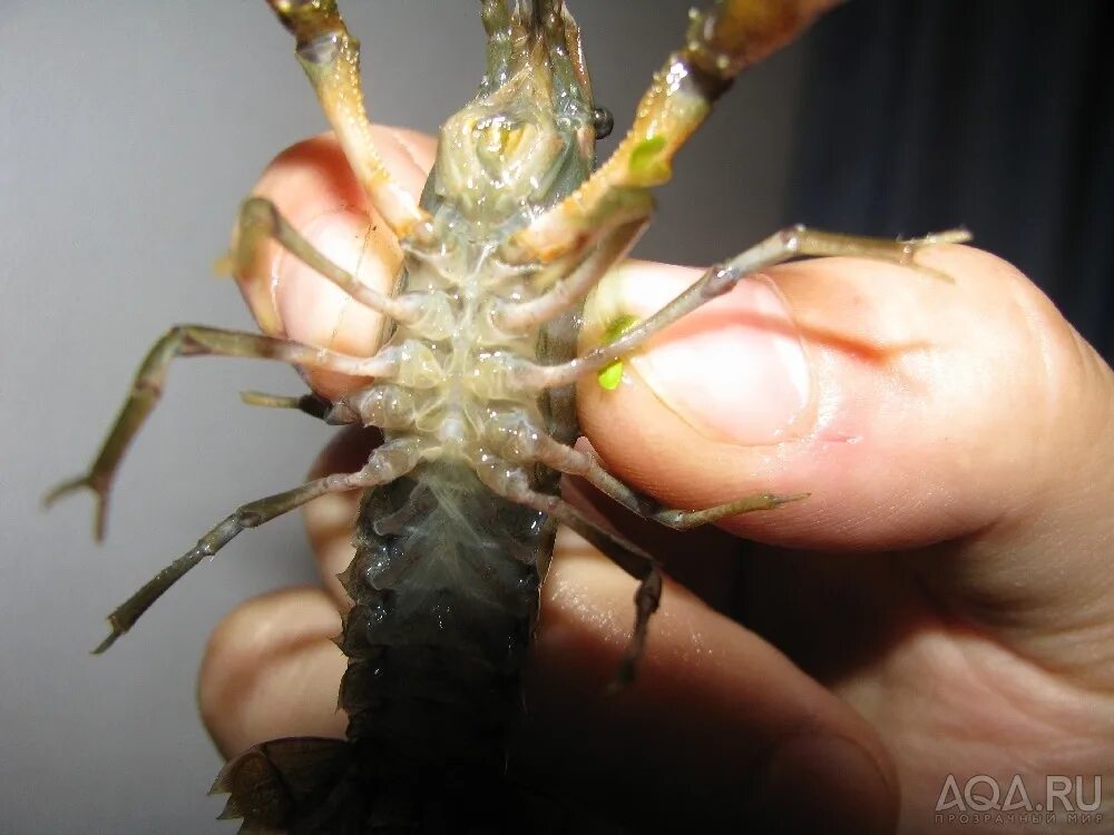 полу рак полу