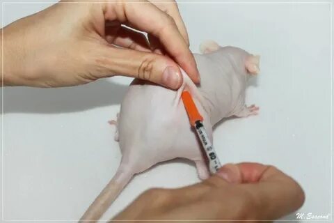Как делать внутримышечный укол коту видео