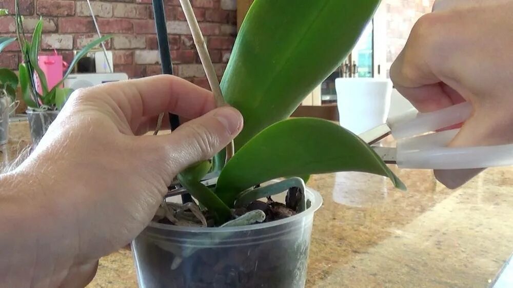 Орхидея после цветения уход в домашних условиях. Цветонос у орхидеи. Орхидея обрезать цветонос. Фаленопсис отцвел. Цветоносы орхидеи срезать.