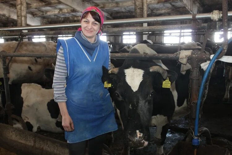 Ветеринария в животноводстве. Молочно товарная ферма мтф. Специализация сельского хозяйства белоруссии. Ветеринария в животноводстве. Ветеринария в животноводстве.