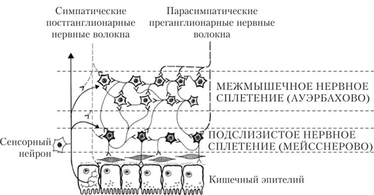 Кишечник и тип нервной системы. Схема энтерической нервной системы кишечника. метасимпатическая нервная система кишечника. энтеральная нервная система физиология. энтеральная нервная система схема.