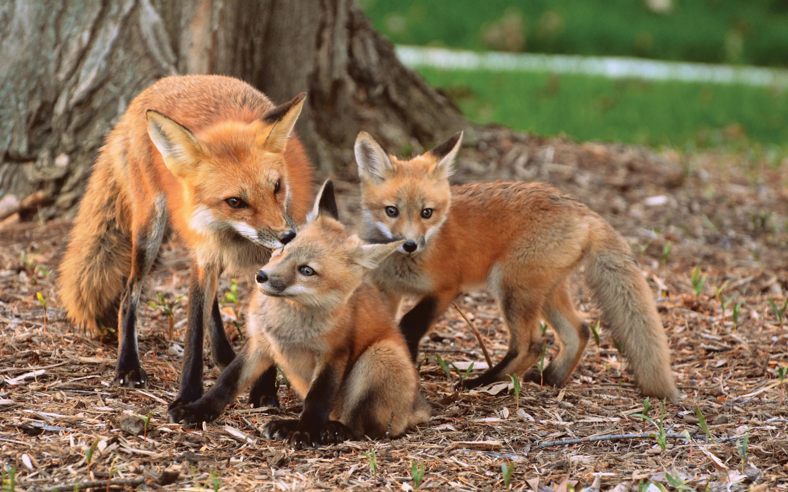 Those are foxes