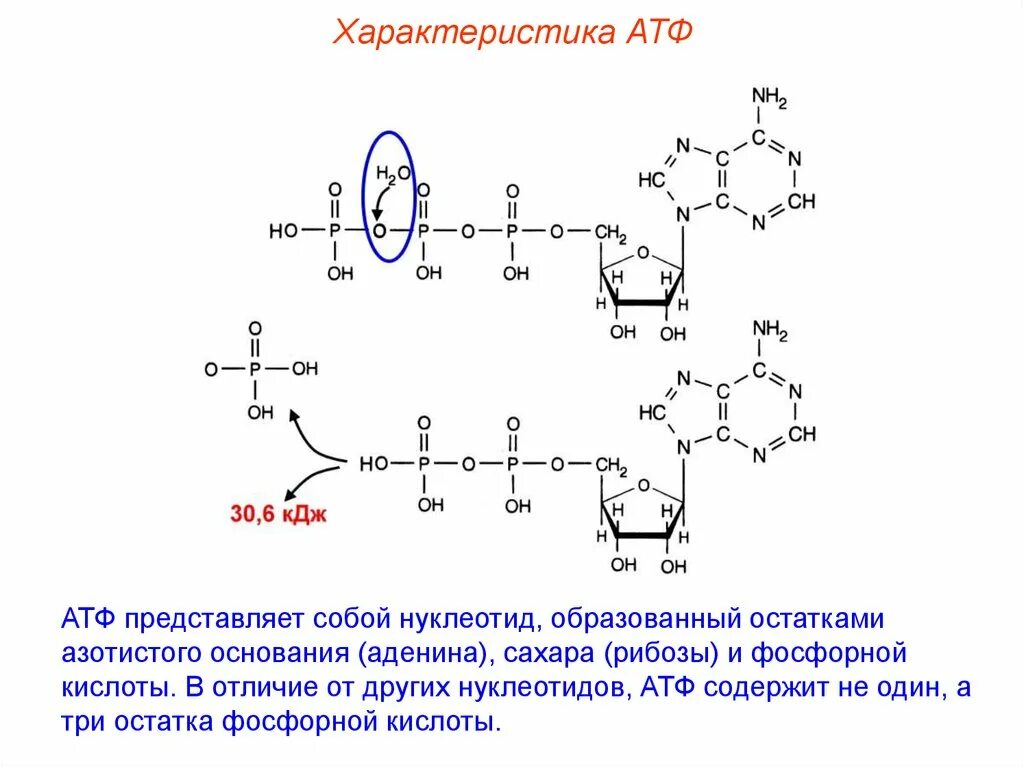 Аденин рибоза три. Структура цепей АТФ. Нуклеотид АТФ. АТФ полимер. Строение нуклеотида АТФ.