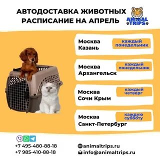 Перевозка животных москва