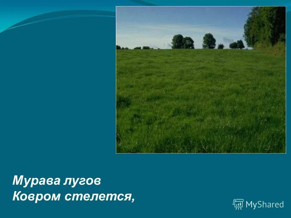 Значение слова мурава. Мурава лугов. Мурава ковром стелется. Стих мурава лугов ковром стелется. Мурава лугов ковром стелется виноград в садах наливается.