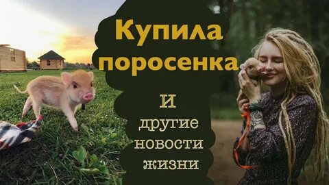 Не было купила порося