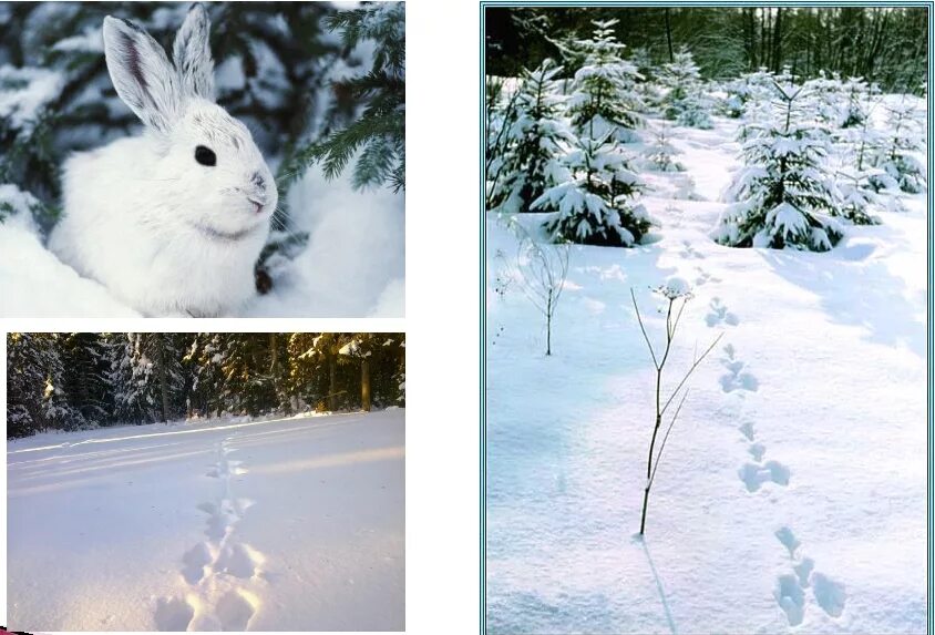 Видны заячьи следы. Заяц Беляк зимой следы. Следы зайца беляка. Следы зайца на снегу. Заяц в зимнем лесу.