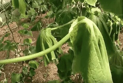 Корневая гниль у огурцов