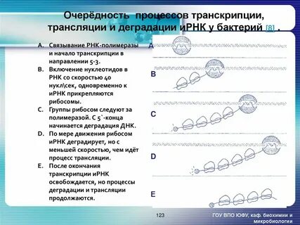 Процесс транскрипции