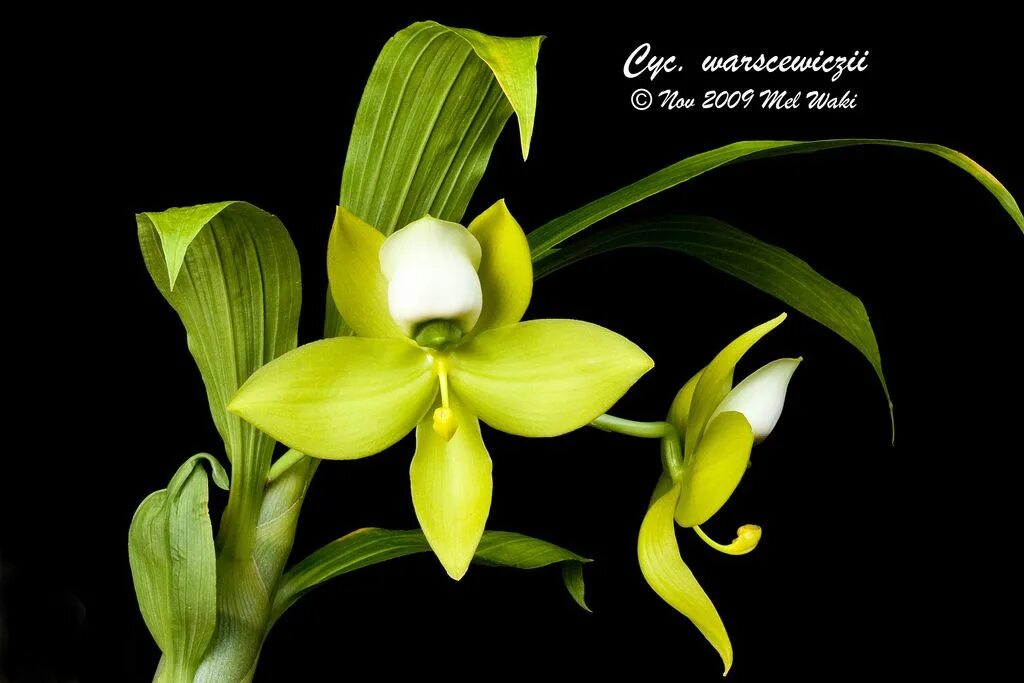 Сиб цветок. Орхидея Цикнохес. Cycnoches warscewiczii. Cycnoches chlorochilon. Cycnoches chlorochilon 'Jumbo'.