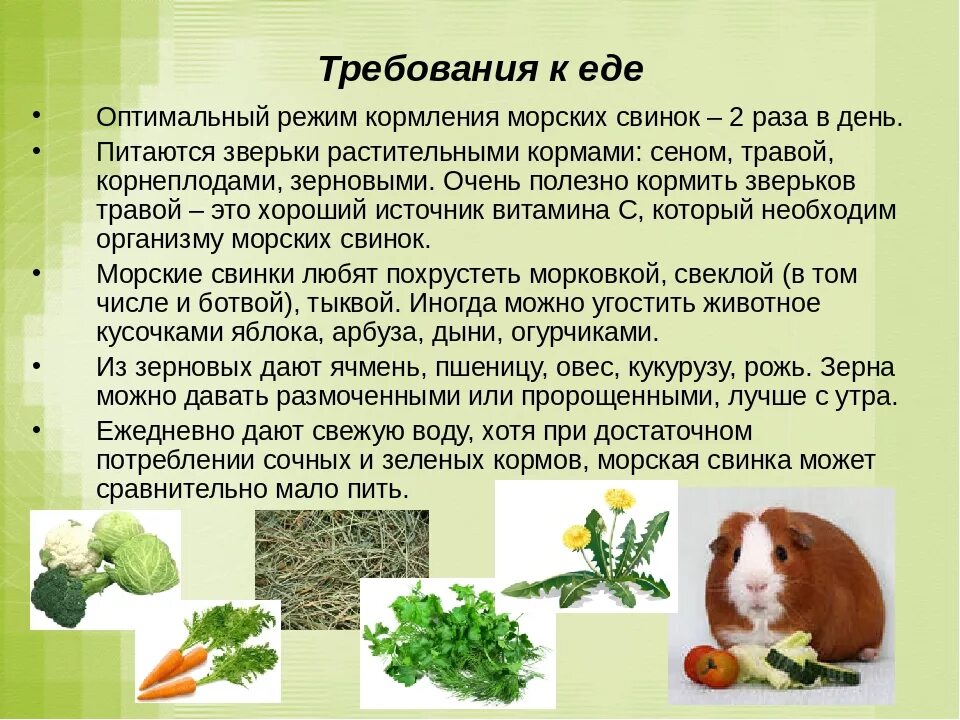 Чем кормить морскую свинку зимой